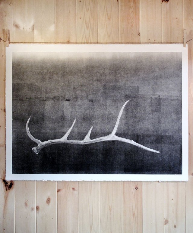 pine-fort-press-shed-antler-study